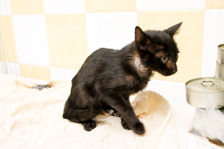 multimedia-foto59129-102-1