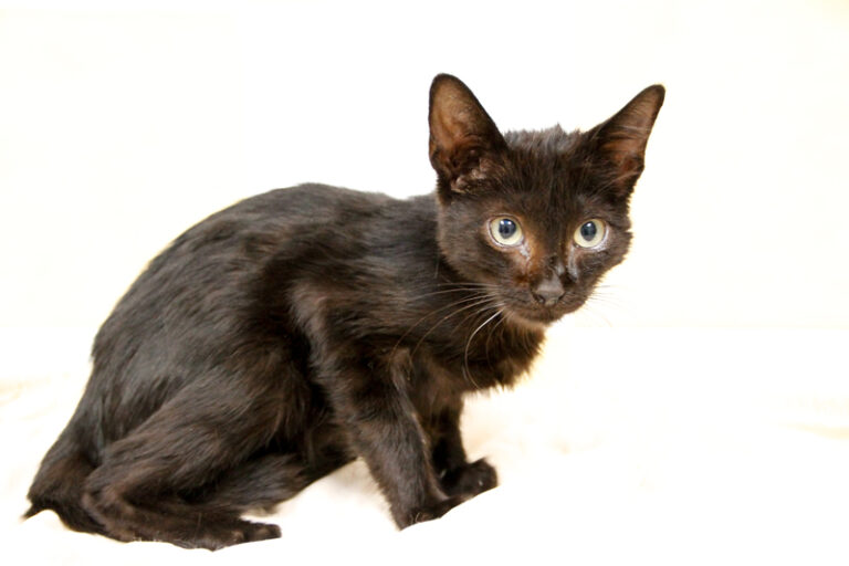 multimedia-foto59130-102-1