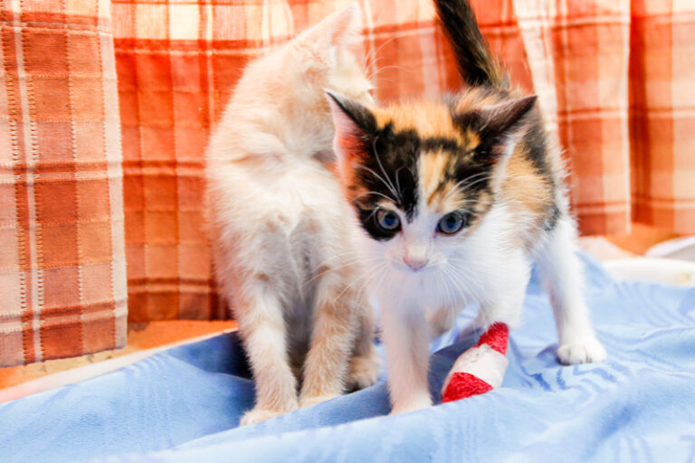 multimedia-foto59157-402-1