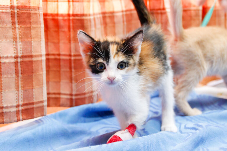 multimedia-foto59158-403-1