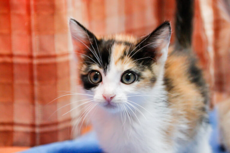 multimedia-foto59160-403-1