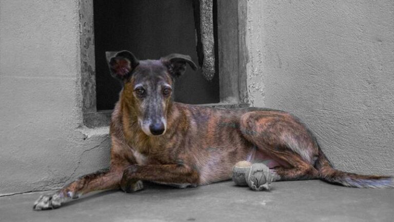 multimedia-foto59171-337-3