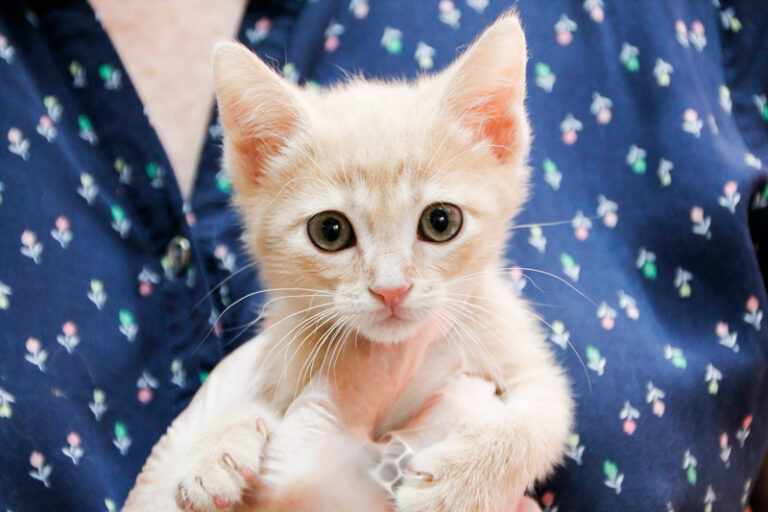 multimedia-foto59176-180-1