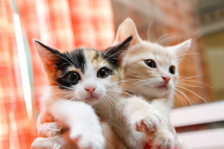 multimedia-foto59177-180-1