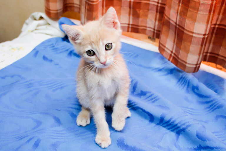 multimedia-foto59180-220-1