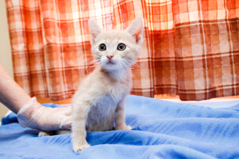 multimedia-foto59181-220-1