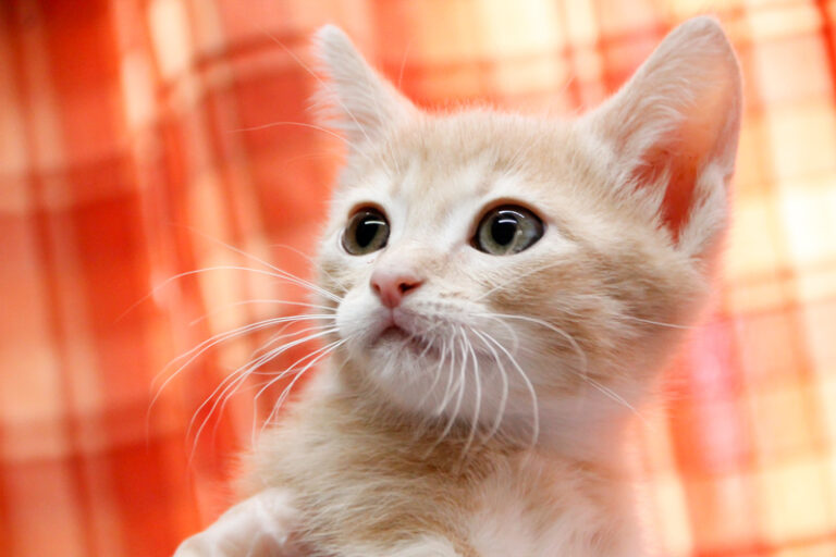 multimedia-foto59182-220-1