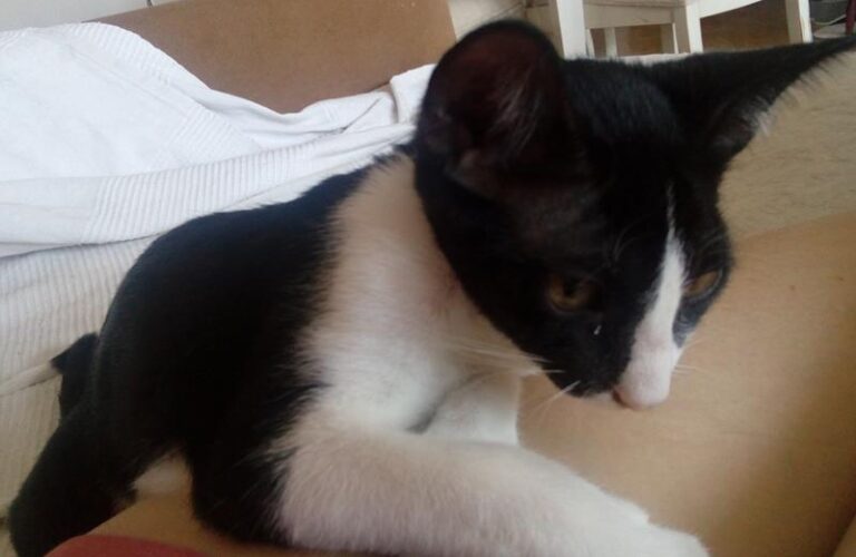 multimedia-foto59190-219-1