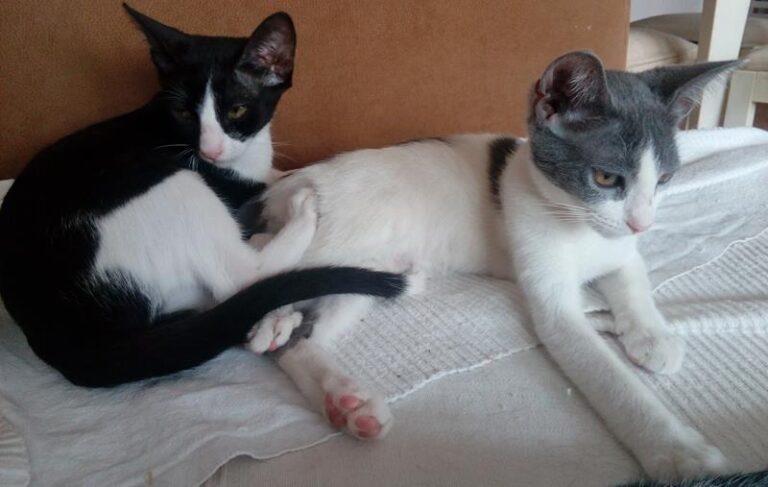 multimedia-foto59192-219-1