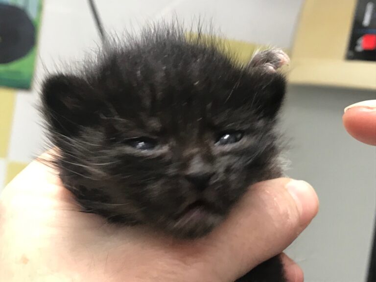 multimedia-foto59234-689-1