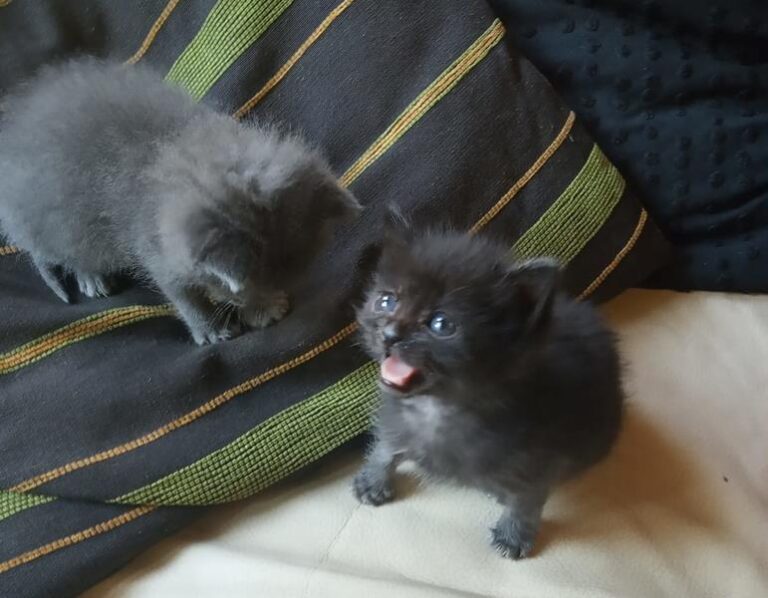 multimedia-foto59235-689-1