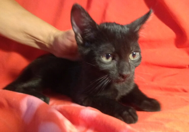 multimedia-foto59237-690-1