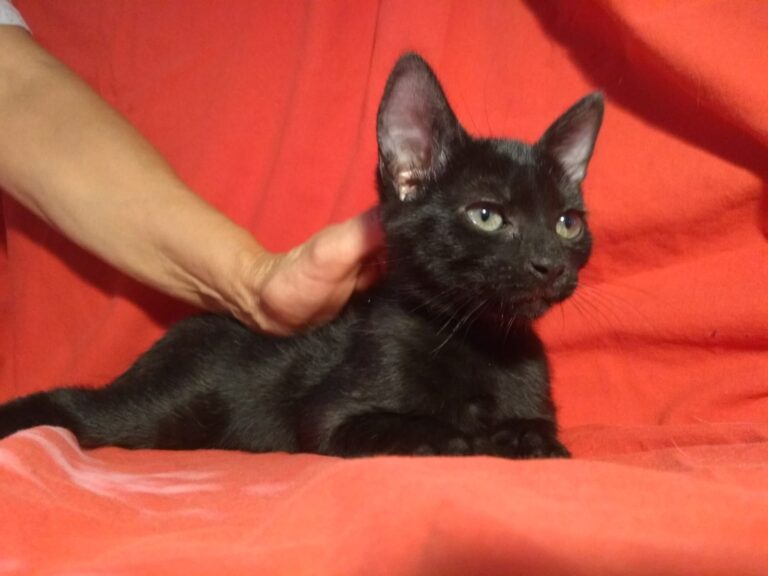 multimedia-foto59238-690-1