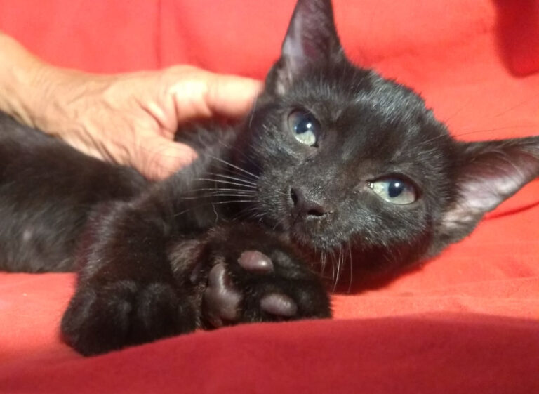 multimedia-foto59239-690-1