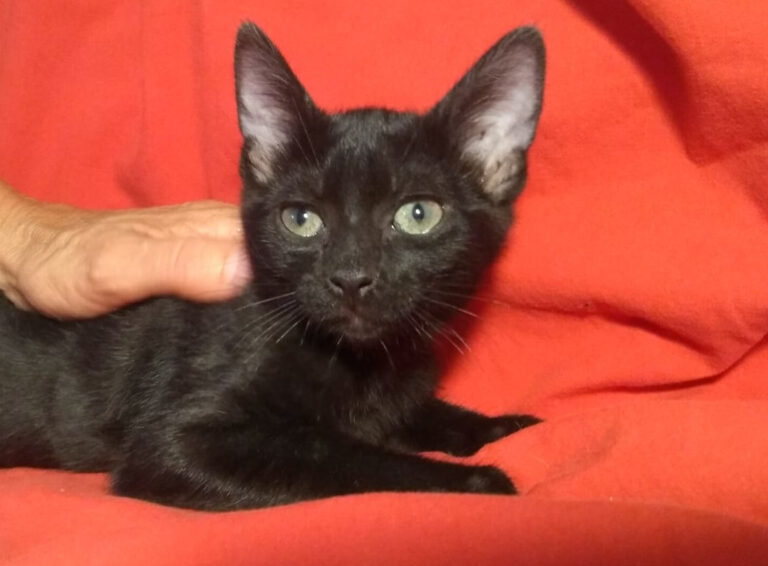 multimedia-foto59241-691-1