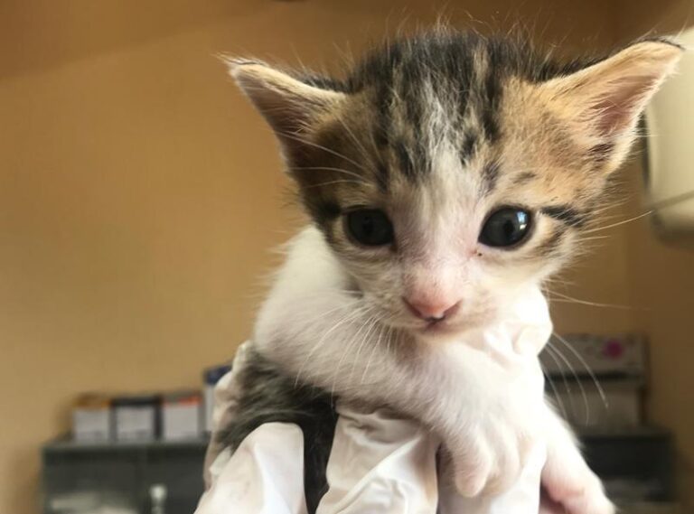 multimedia-foto59348-293-1