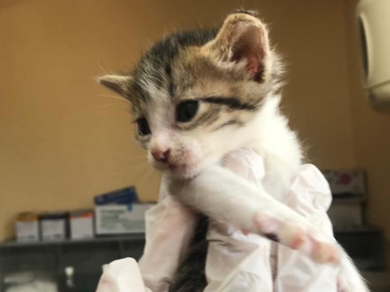 multimedia-foto59349-293-1