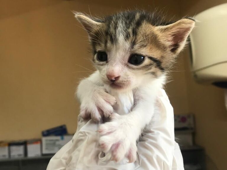 multimedia-foto59350-294-1