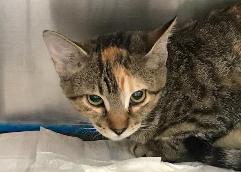 multimedia-foto59418-735-1