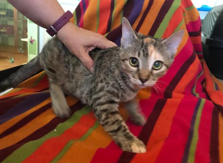 multimedia-foto59419-735-1