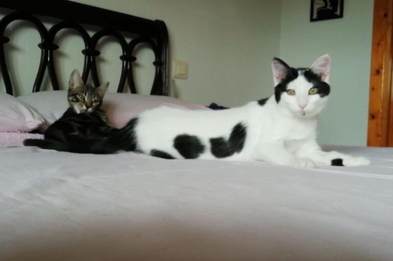 multimedia-foto59575-695-1