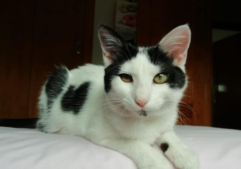 multimedia-foto59577-696-1