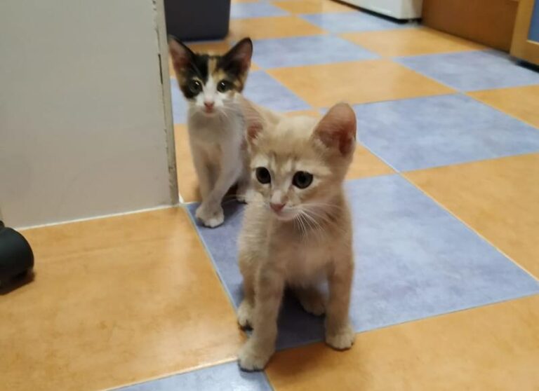 multimedia-foto59579-775-1