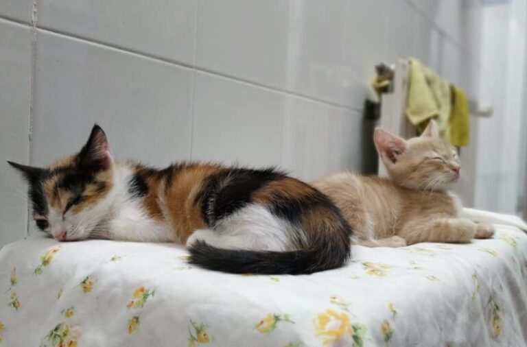 multimedia-foto59582-858-1