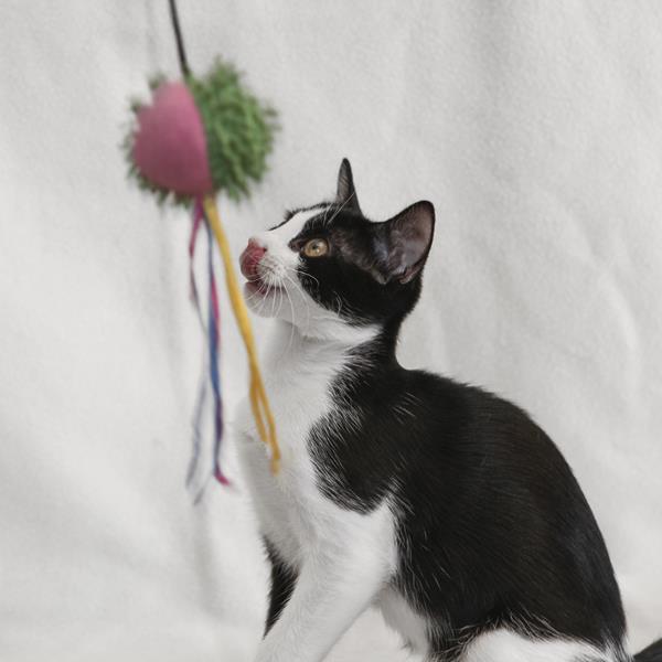 multimedia-foto59626-893-1