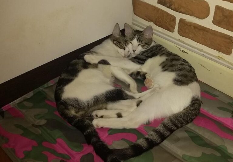 multimedia-foto59724-133-1