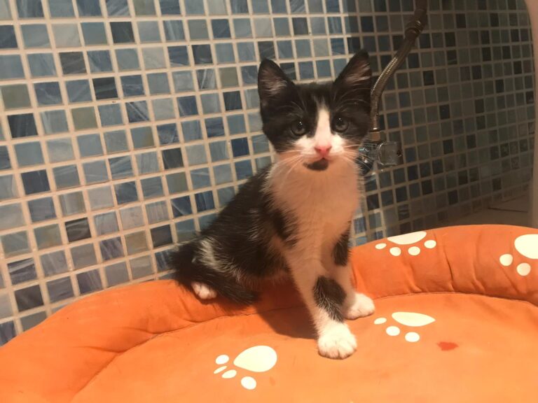 multimedia-foto59749-797-1