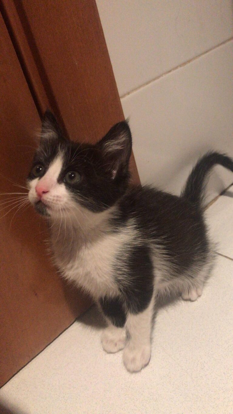 multimedia-foto59752-912-1