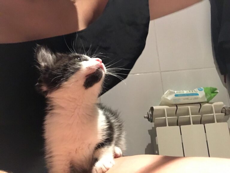 multimedia-foto59754-913-1