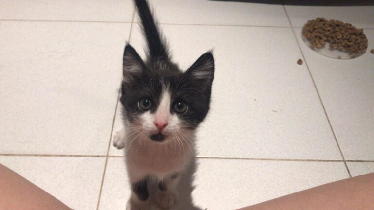 multimedia-foto59755-914-1