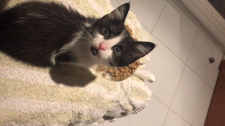 multimedia-foto59758-914-1