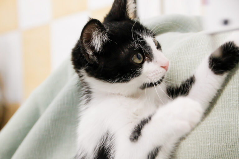 multimedia-foto59761-628-1