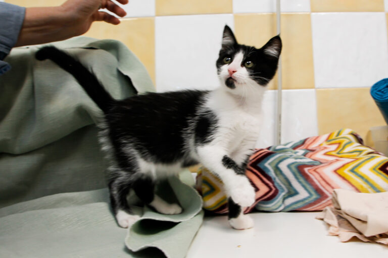 multimedia-foto59762-628-1