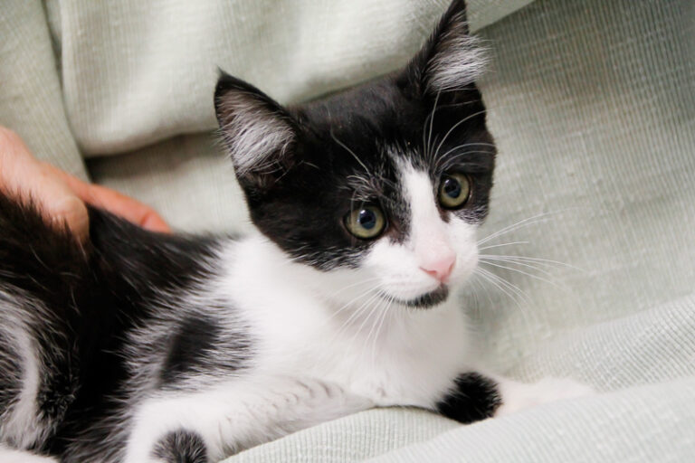 multimedia-foto59763-628-1