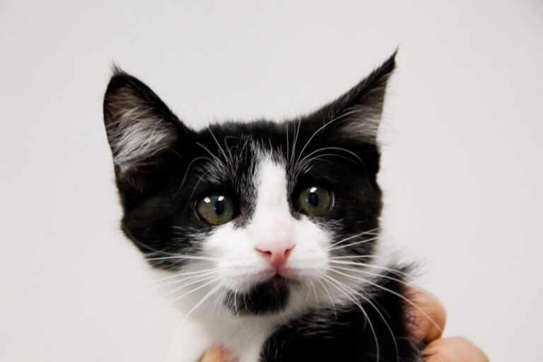 multimedia-foto59764-629-1