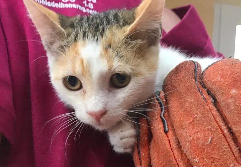 multimedia-foto59770-673-1