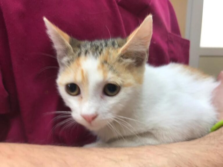 multimedia-foto59771-674-1