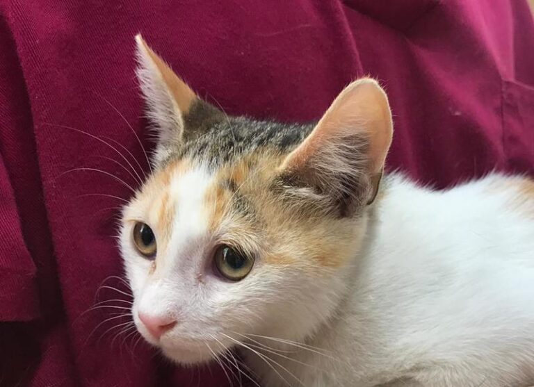 multimedia-foto59772-674-1