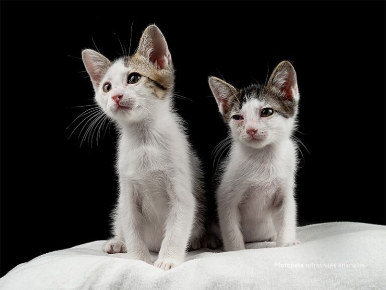 multimedia-foto59786-116-1