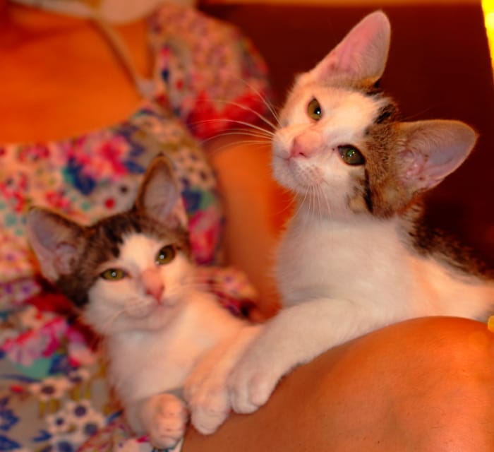 multimedia-foto59807-551-1