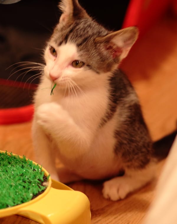 multimedia-foto59808-551-1