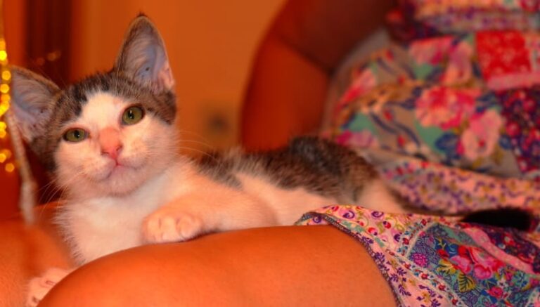 multimedia-foto59809-552-1