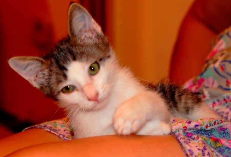 multimedia-foto59810-552-1