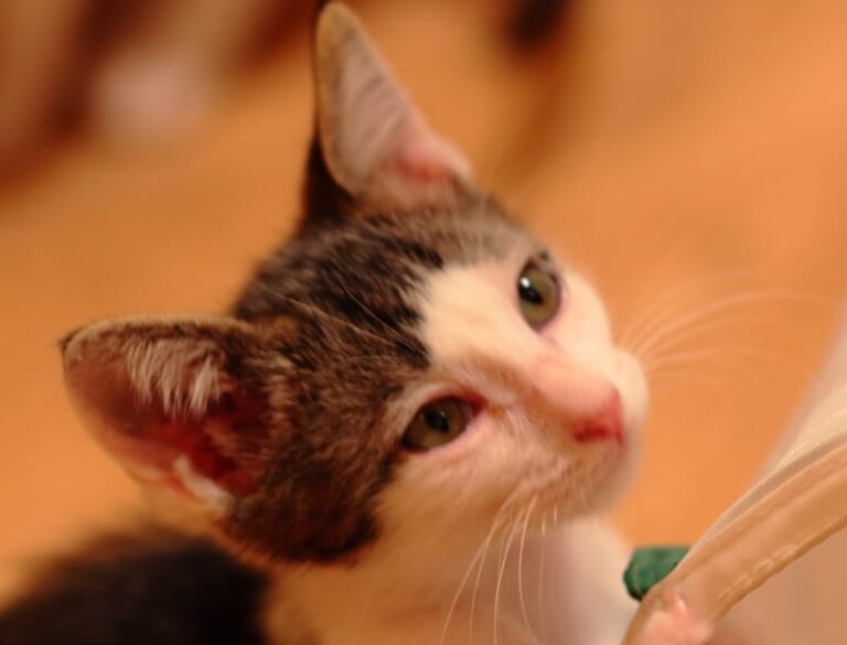 multimedia-foto59814-552-1