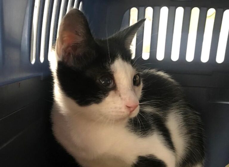 multimedia-foto59847-723-1