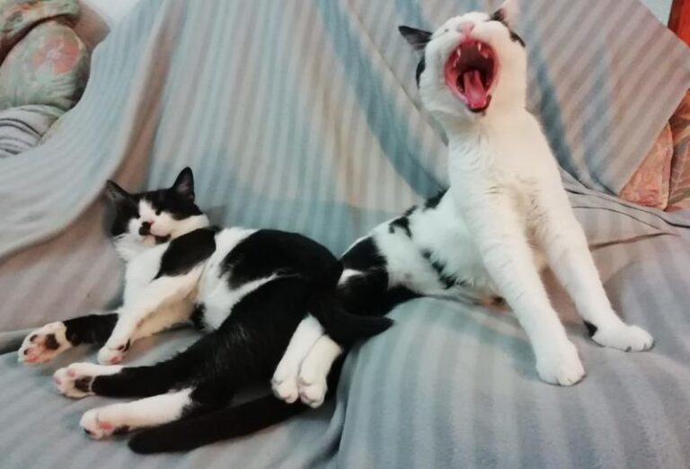 multimedia-foto59909-955-1